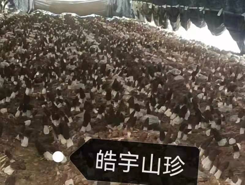 &#20048;&#23478;&#65288;&#20013;&#22269;&#65289;&#26377;&#38480;&#20844;&#21496;&#32;&#124;&#32;&#28020;&#23460;&#32;&#124;&#32;&#20048;&#23478;